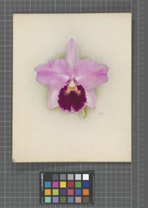 Cattleya Vulcan