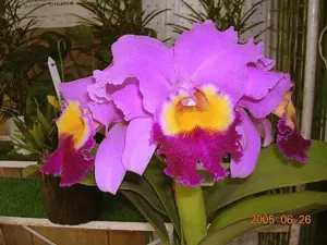 Cattleya Barbara Kinney
