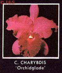 Cattleya Charybdis