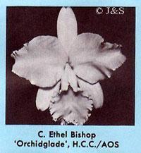 Cattleya Ethel Bishop