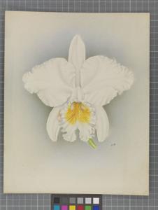 Cattleya Irene