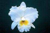 Cattleya Lucille Small