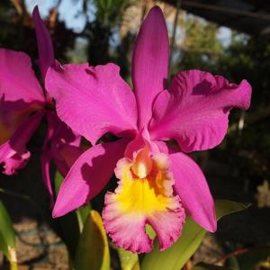 Cattleya Mrs. Pitt