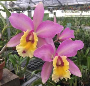 Cattleya Mrs. Pitt