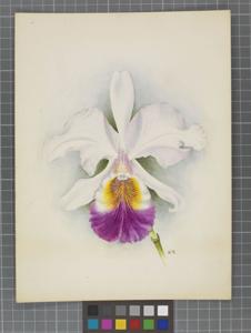 Cattleya Octave Doin