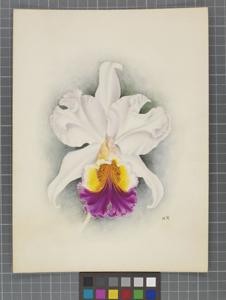 Cattleya Octave Doin