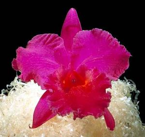 Cattleya President Wilson