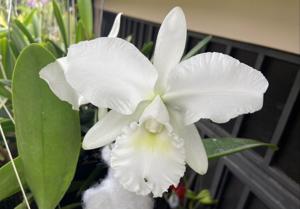 Cattleya Snow White