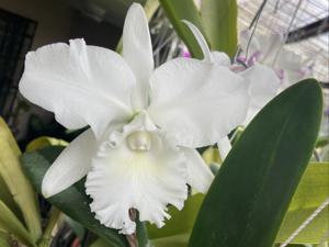 Cattleya Snow White