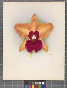 Cattleya Thebes