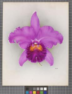 Cattleya Thetis