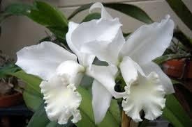 Cattleya Wendy Patterson