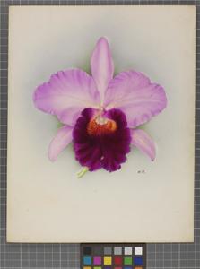 Cattleya Cavalese