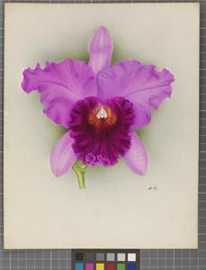 Cattleya Cavalese