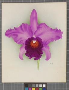 Cattleya Cavalese