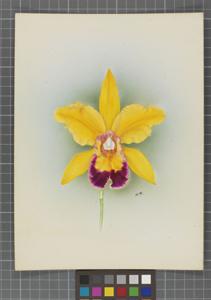 Cattleya Golden Wren