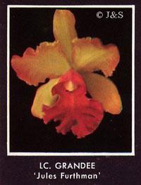 Cattleya Grandee