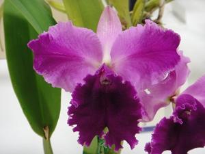 Cattleya Harold Carlson