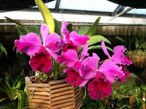 Cattleya Harold Carlson