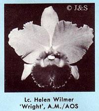 Cattleya Helen Wilmer