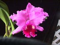 Cattleya H. G. Alexander