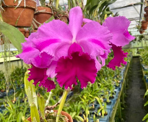 Cattleya Irving Dietsche