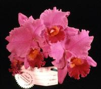 Cattleya Marti Lind