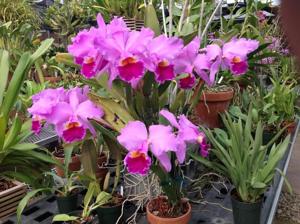 Cattleya National Geographic