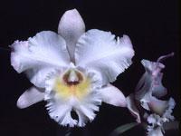 Cattleya Nugget