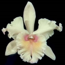 Cattleya Nugget