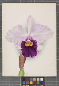 Cattleya Queen Alexandra