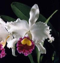 Cattleya Robin Hood