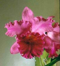 Cattleya Rondel