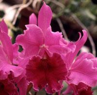 Cattleya Ardentissima