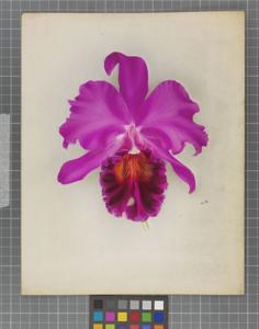 Cattleya Ardentissima