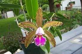 Cattleya Arthur Boldrini