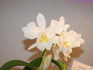 Cattleya Elizabeth Carlson