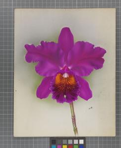 Cattleya Fred Sander