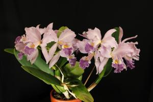 Cattleya Gail Perri