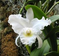 Cattleya Patricia Lines