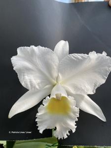 Cattleya Patricia Lines