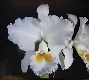 Cattleya Prima Donna