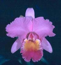 Cattleya Prospector