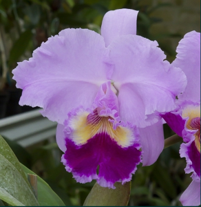 Cattleya Remy Chollet