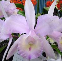 Cattleya Thayeriana