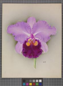 Cattleya Titrianae