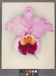 Cattleya Titrianae