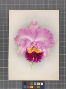 Cattleya Titrianae