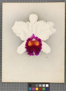 Cattleya Aconcagua (1926)