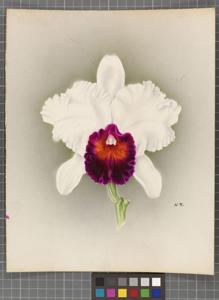 Cattleya Aconcagua (1926)